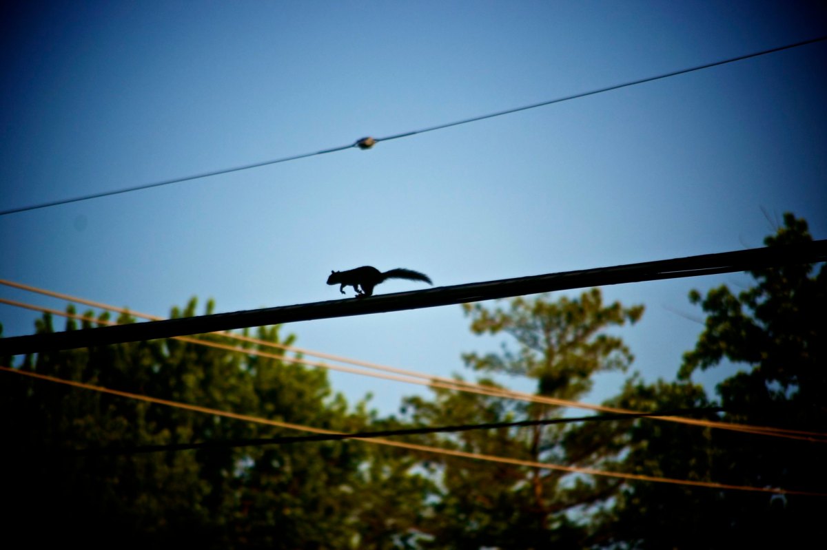 squirrel on power line