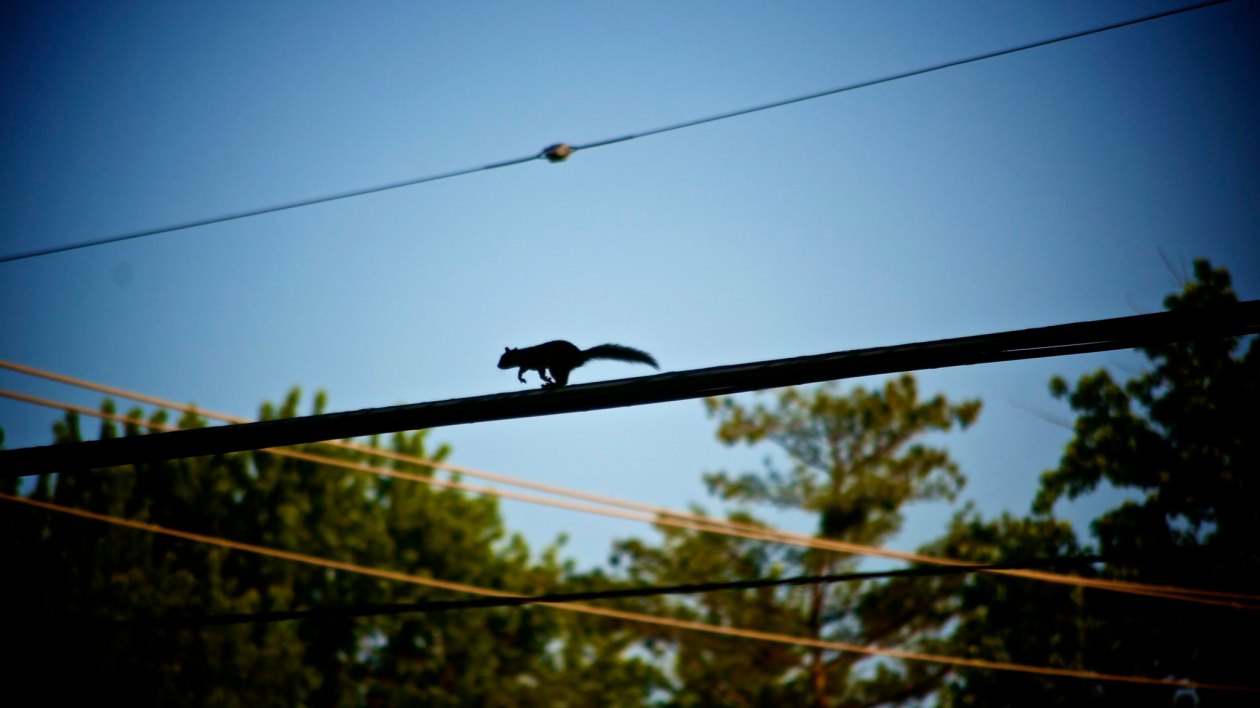 squirrel on power line