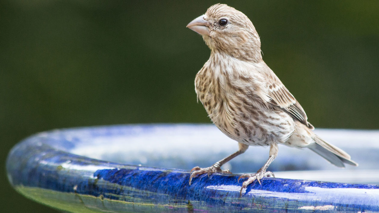 female house finch