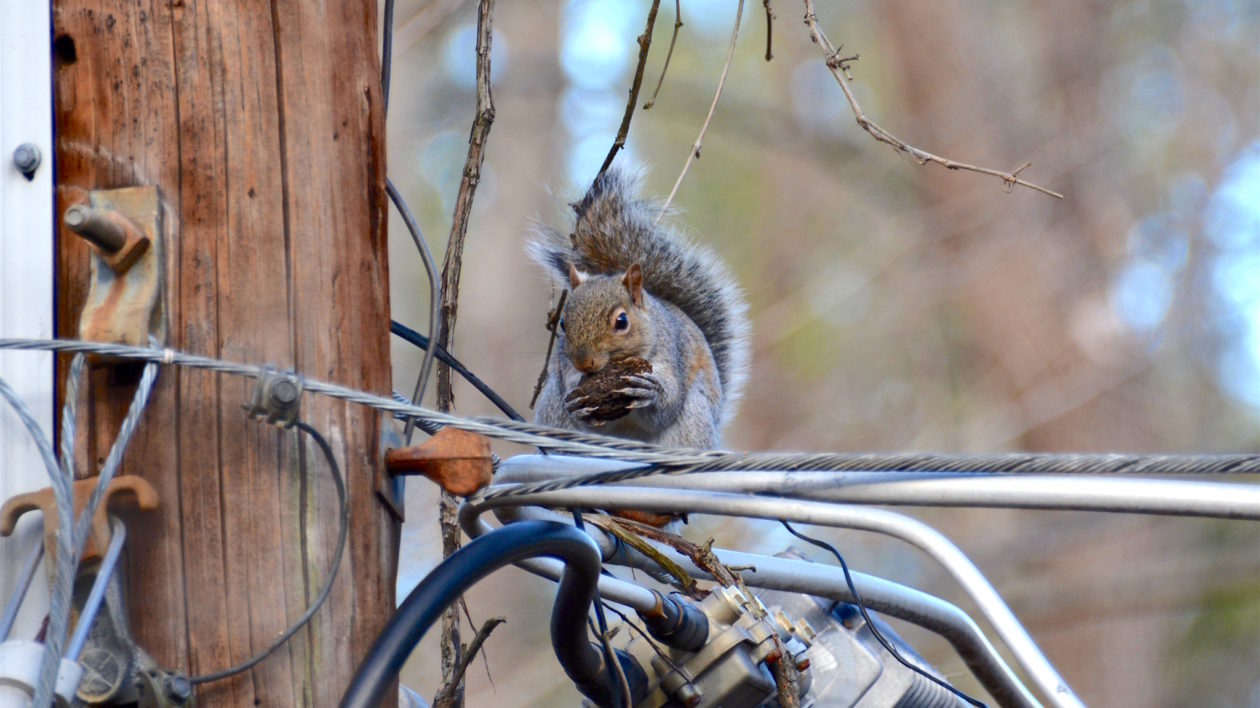 squirrel on a power pole