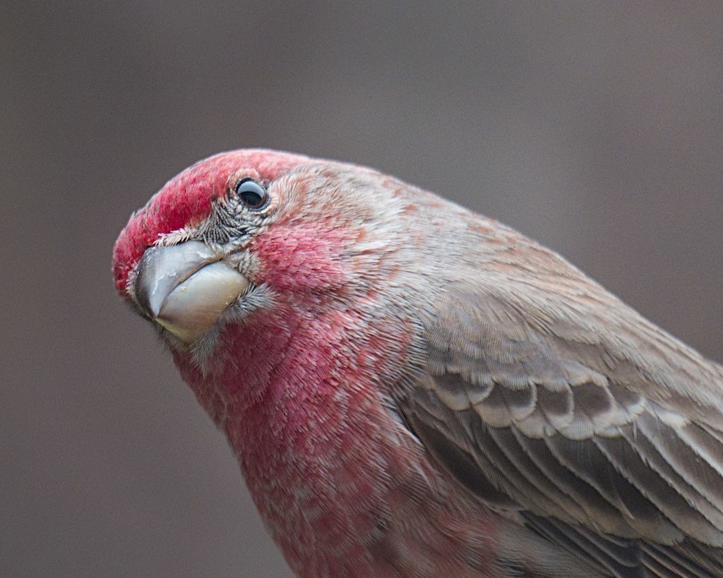 Common House Finch Sightings in Residential and Urban Areas