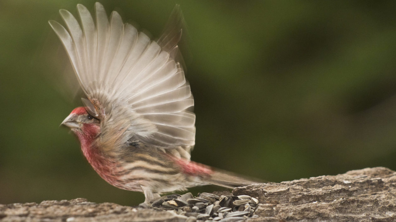 Common House Finch Sightings in Residential and Urban Areas