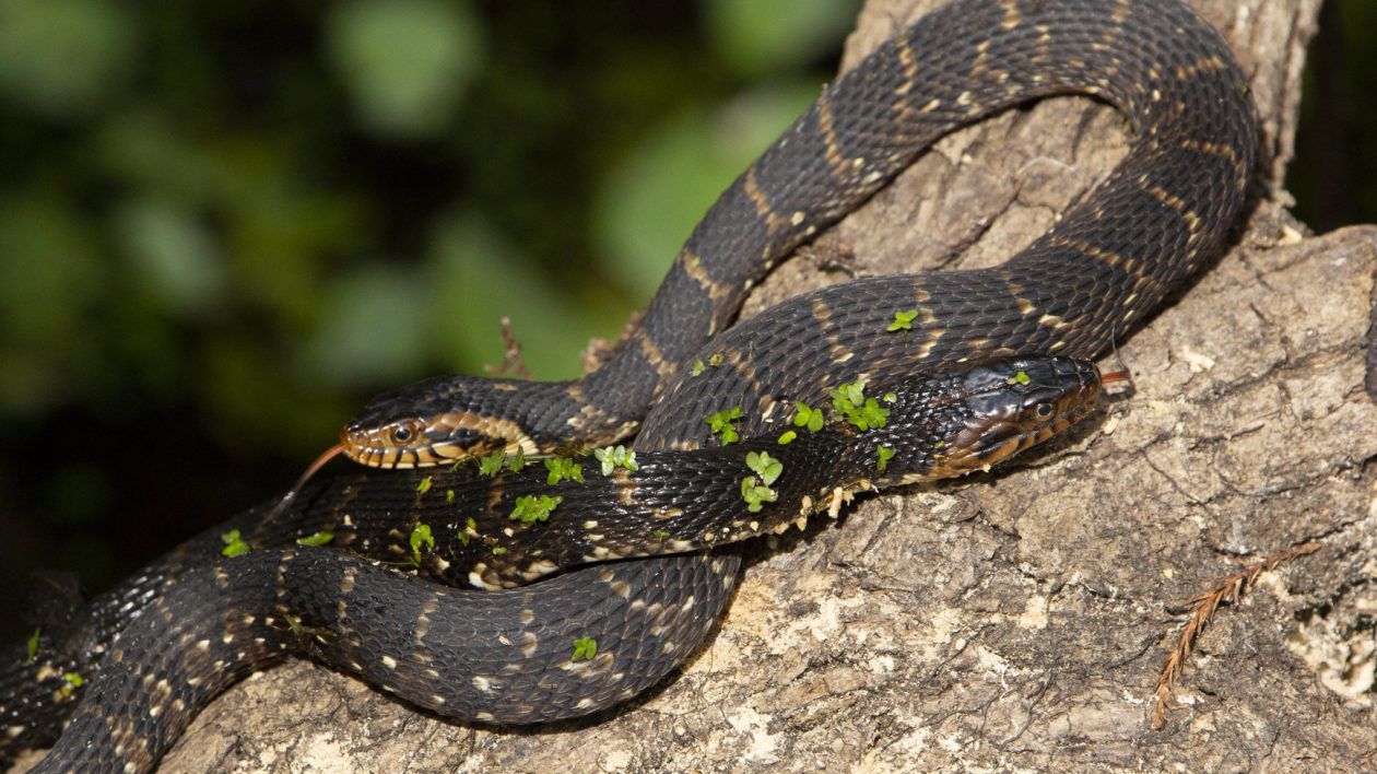 two snakes on log