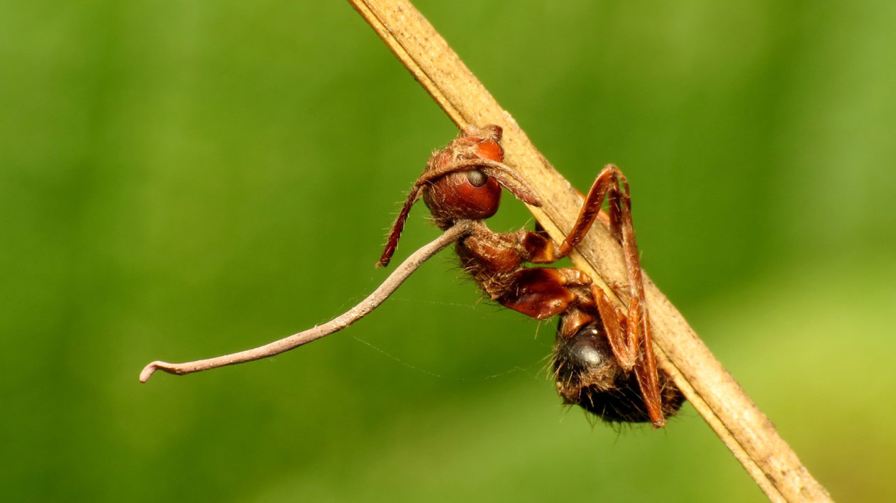 ant