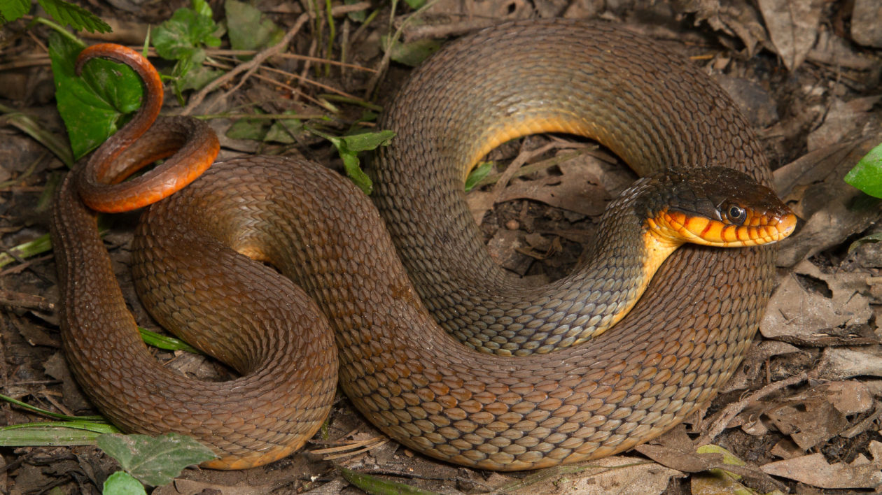 brown water snake belly