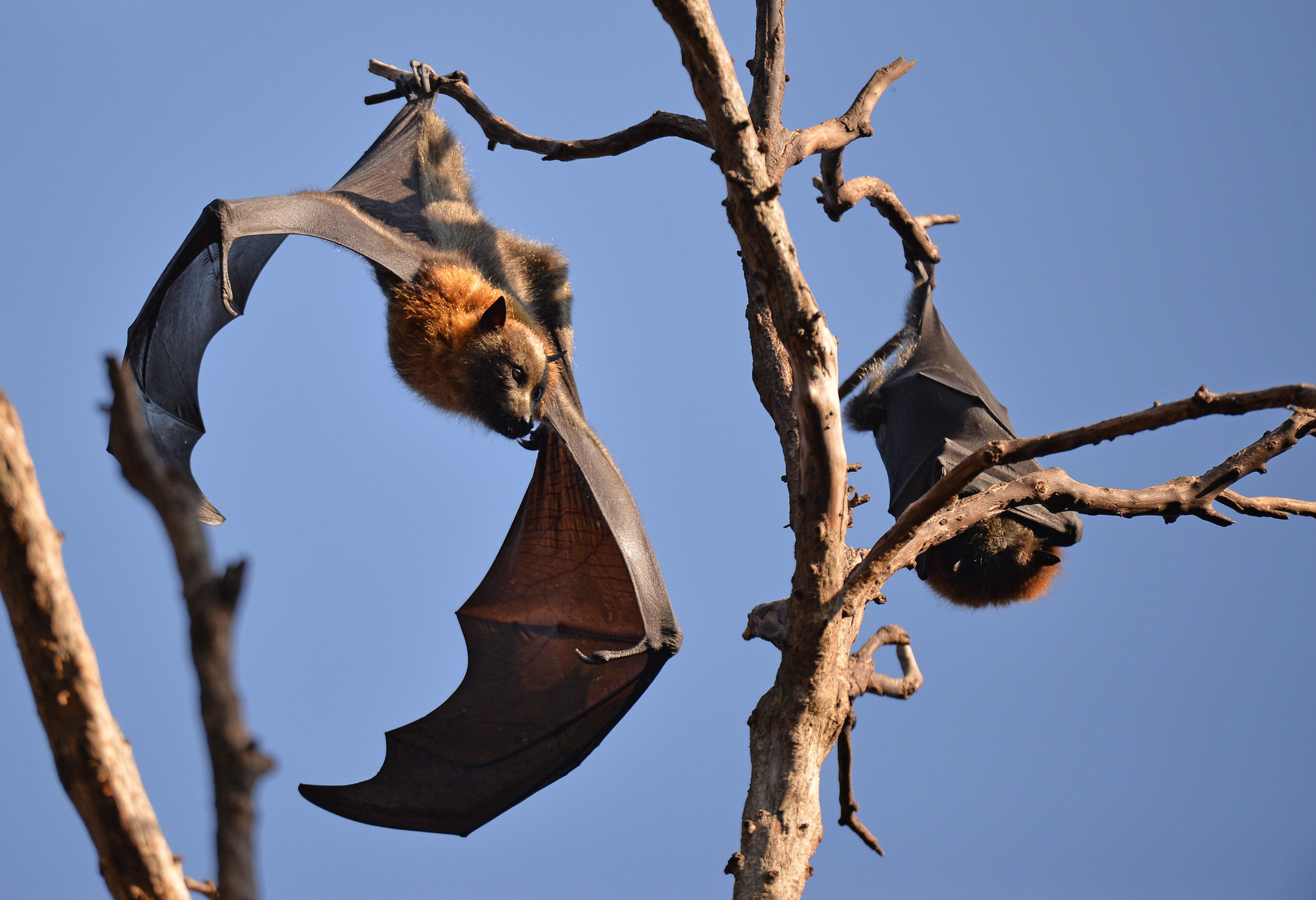 Meet 10 Coolest Bats