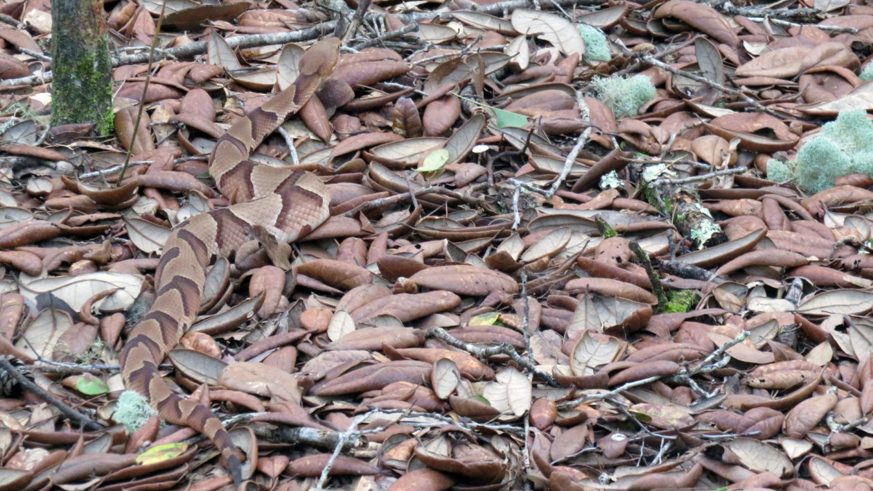 Dwarf Pipe Snake (Anomochilus cf. monticola), Rarely encoun…