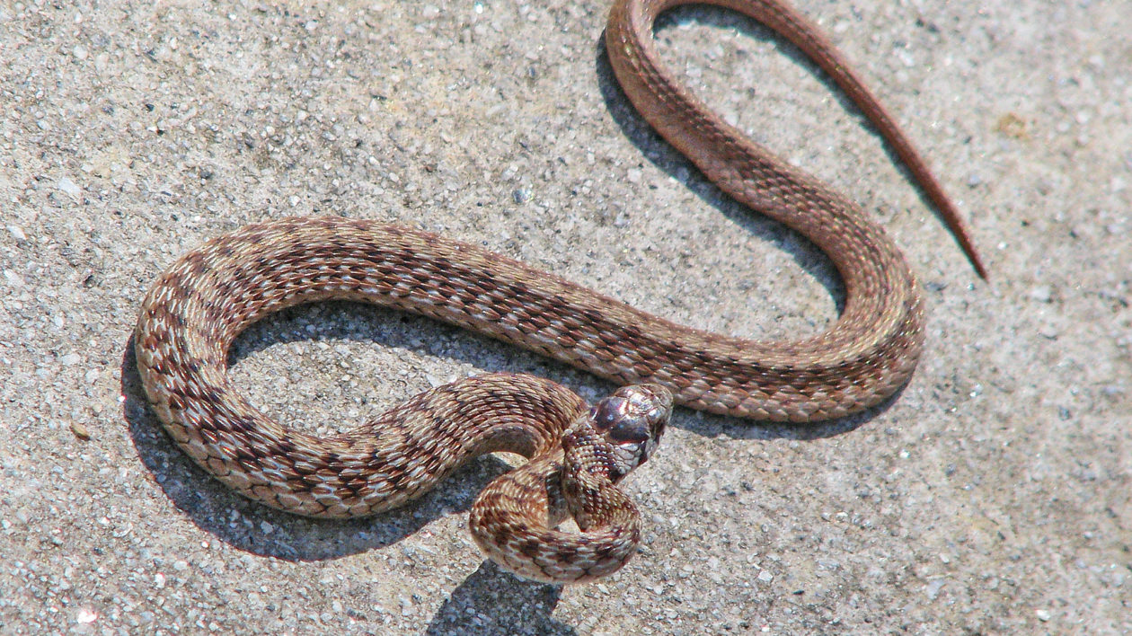 baby copperhead belly