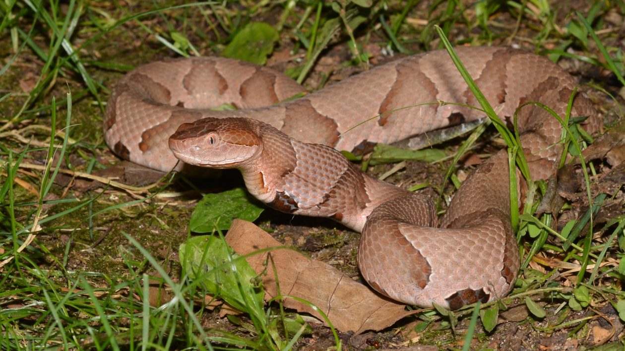 Dwarf Pipe Snake (Anomochilus cf. monticola), Rarely encoun…