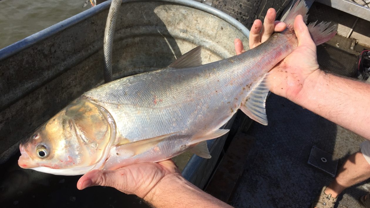 Common Carp - Mississippi National River & Recreation Area (U.S.