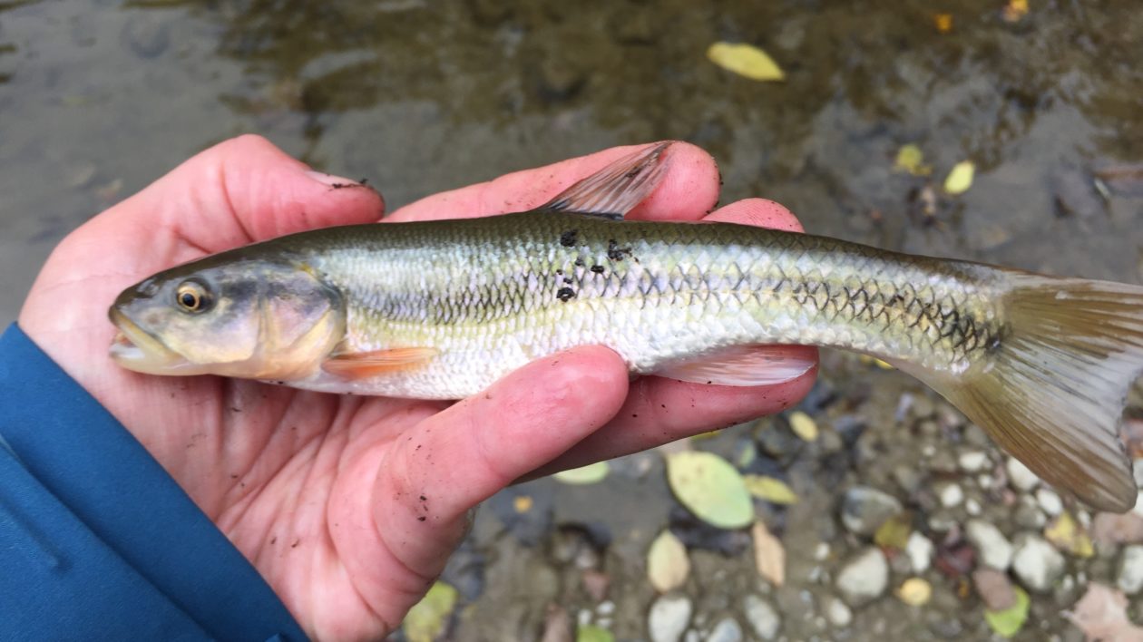 fish in a hand