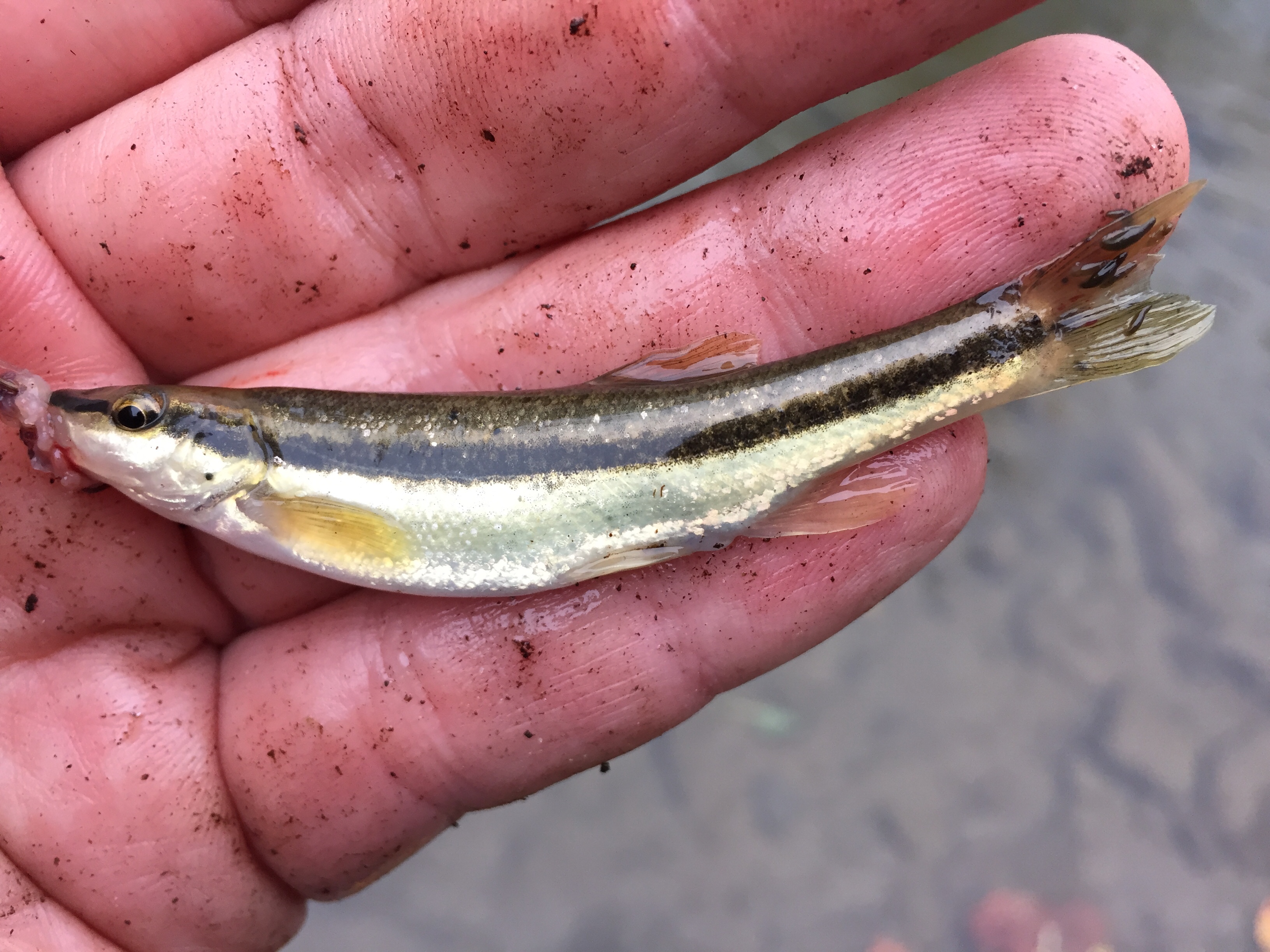 fish in a hand