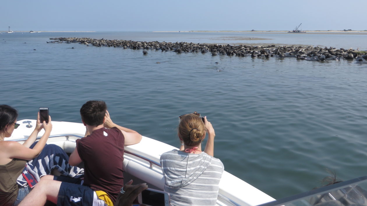 people on boat watching seals