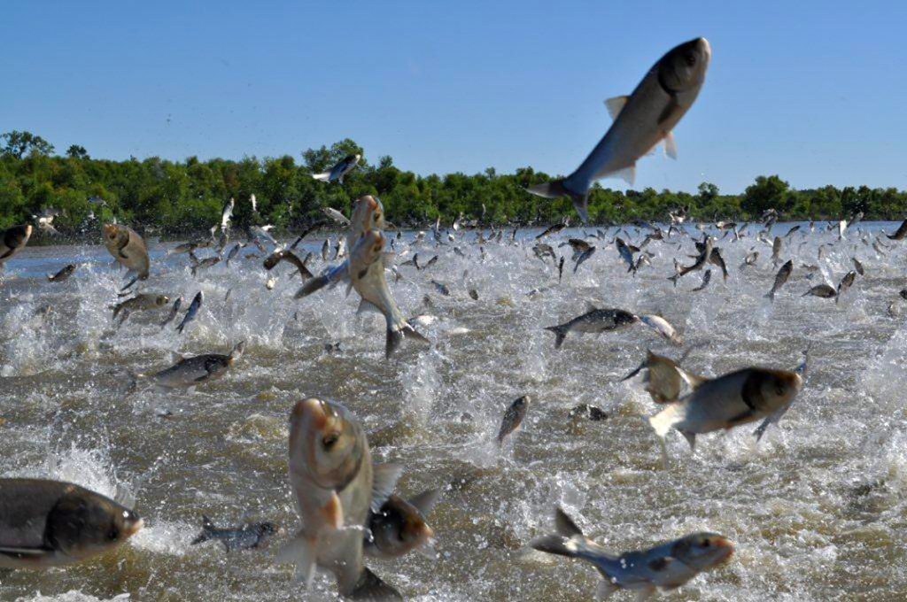 Tagged fish lead to historic week for Asian carp captures on Pool 6 of the  Mississippi - Outdoor News