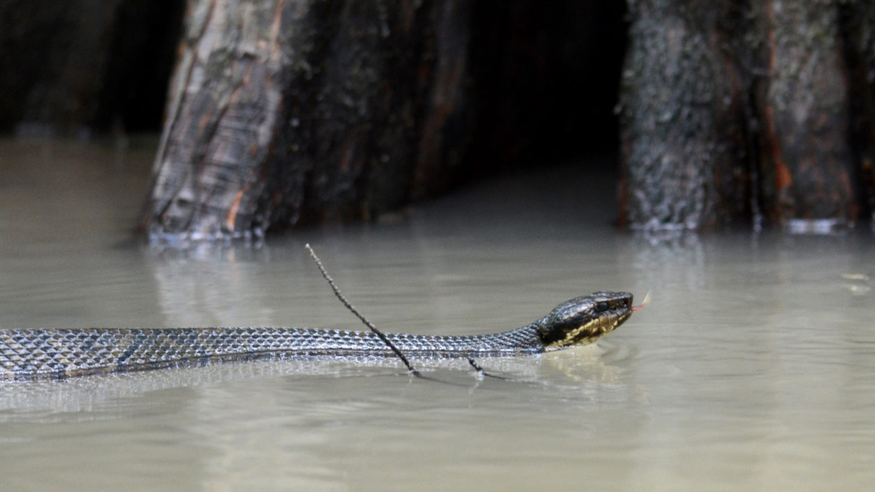 snake in water