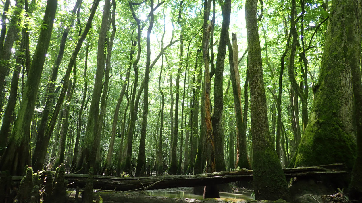 trees and water