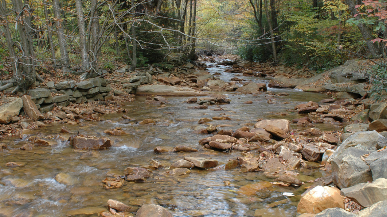 tnc 36378386 preview cropped 50 Fish, 50 States: Small Stream Wonders