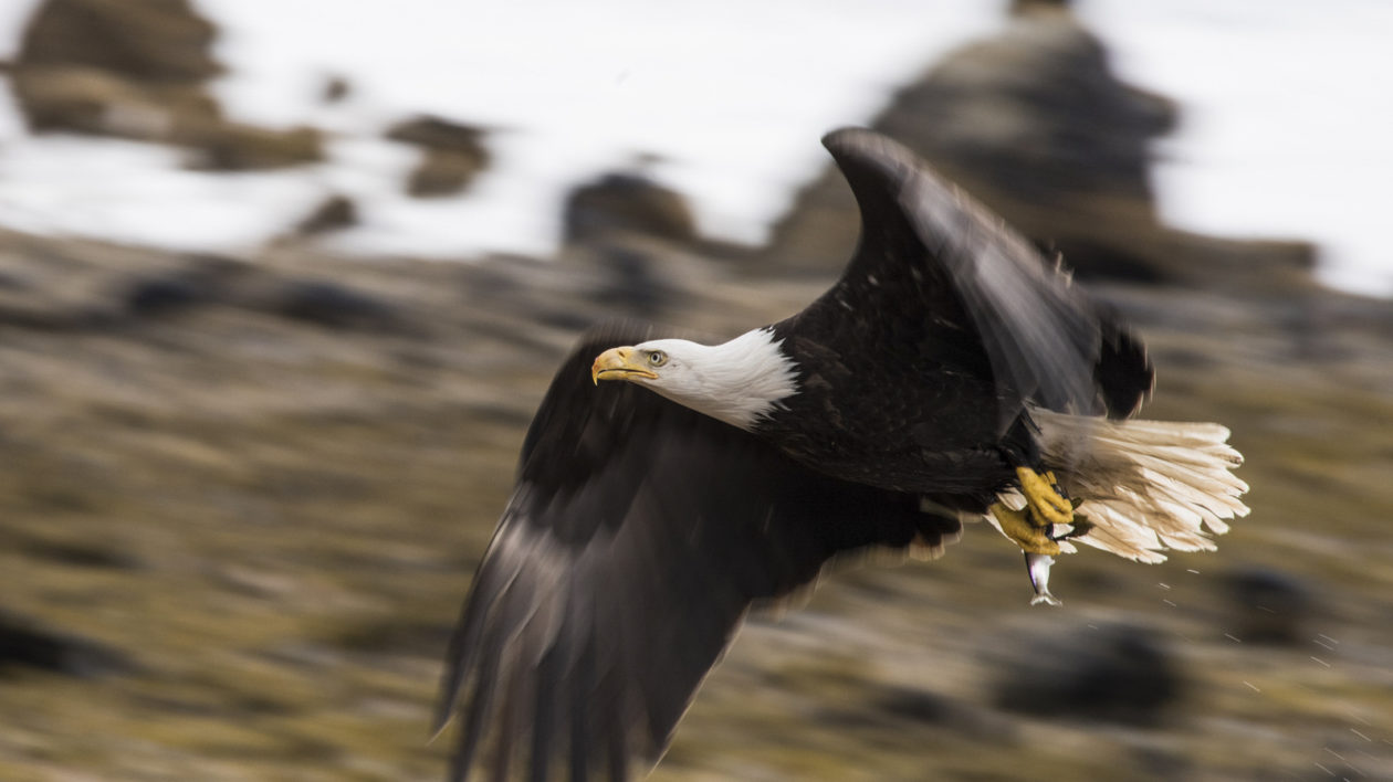 bald eagle with fish