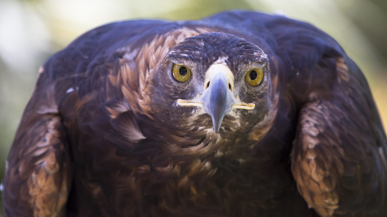 hawk eating cat