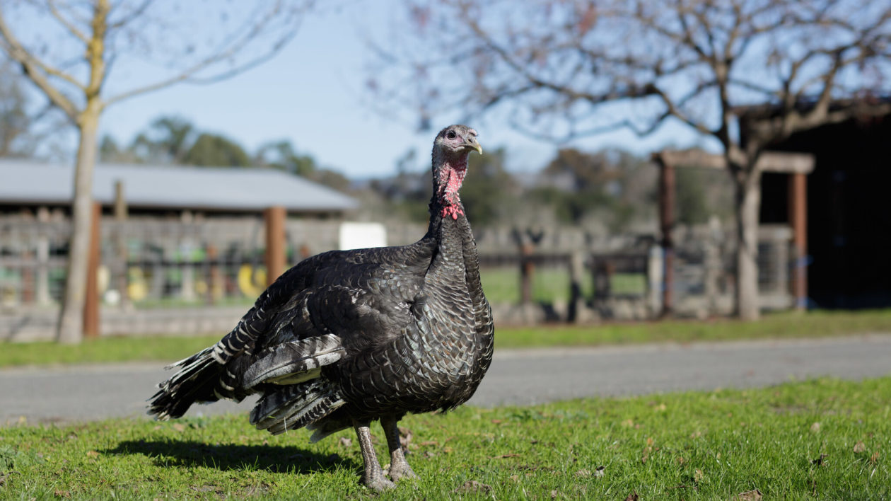 turkey on ground