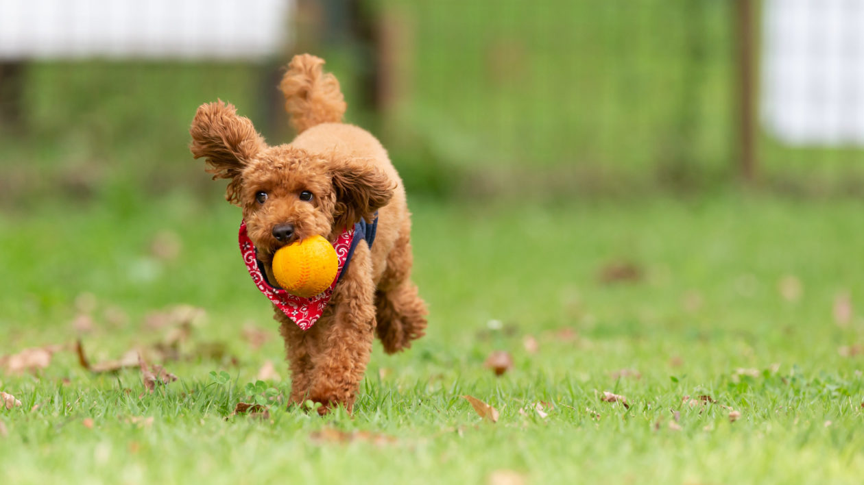 dog with ball