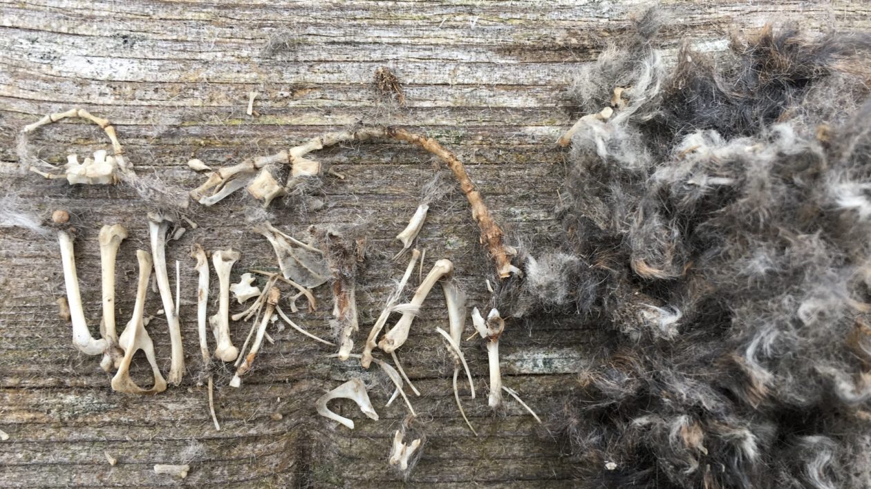 owl pellet and bones