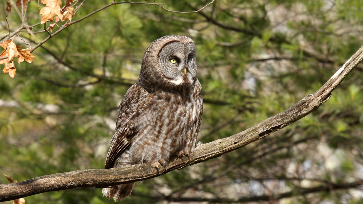 owl in a tree