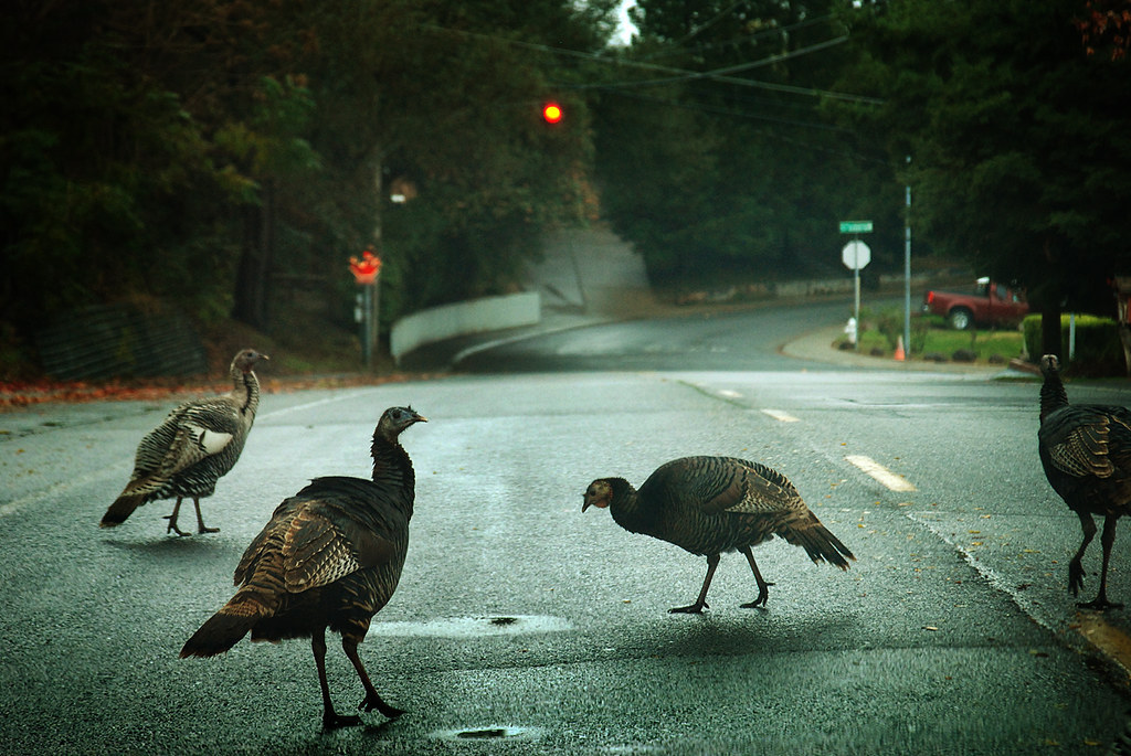 turkeys on road