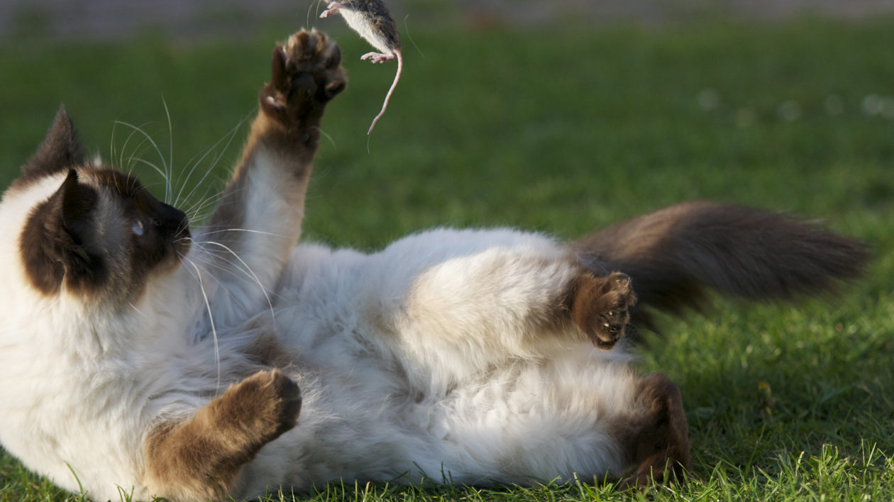 cat plays with mouse