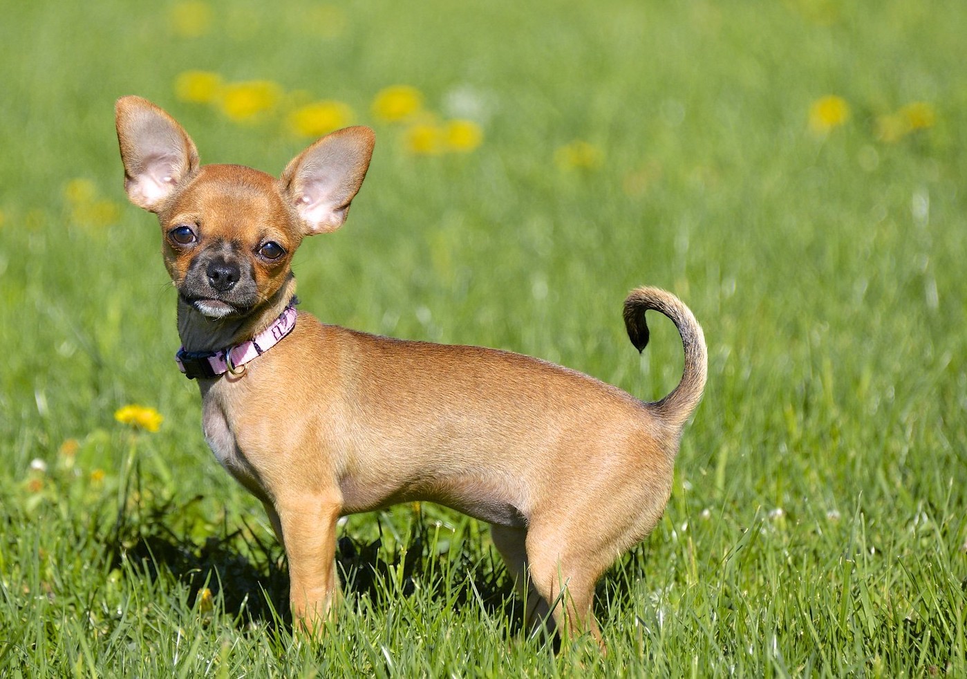 what size dog will a hawk attack