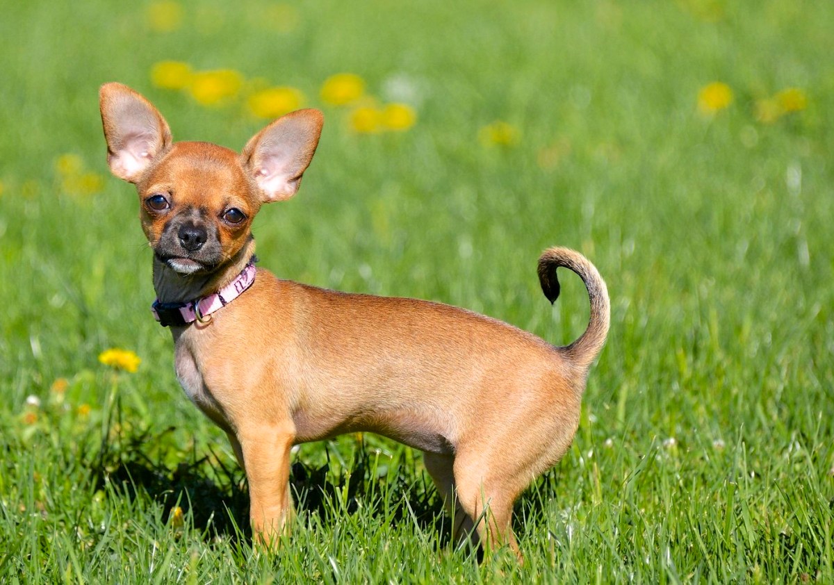 dog on grass