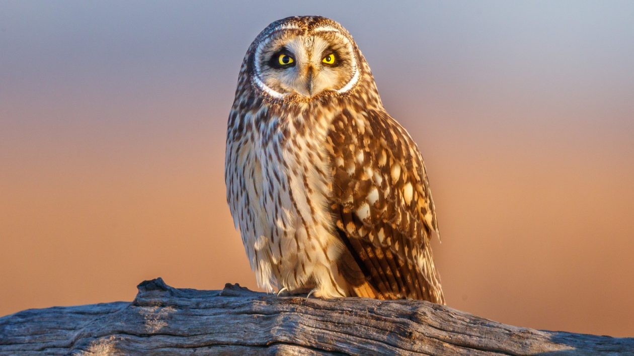 owl on a log