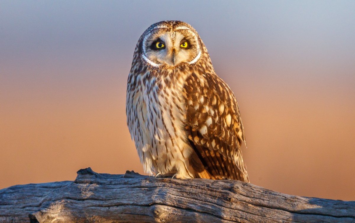owl on a log