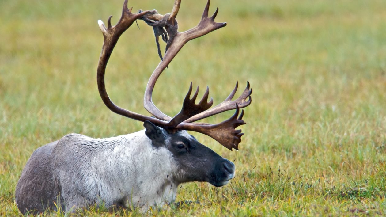 Real reindeer deals antlers