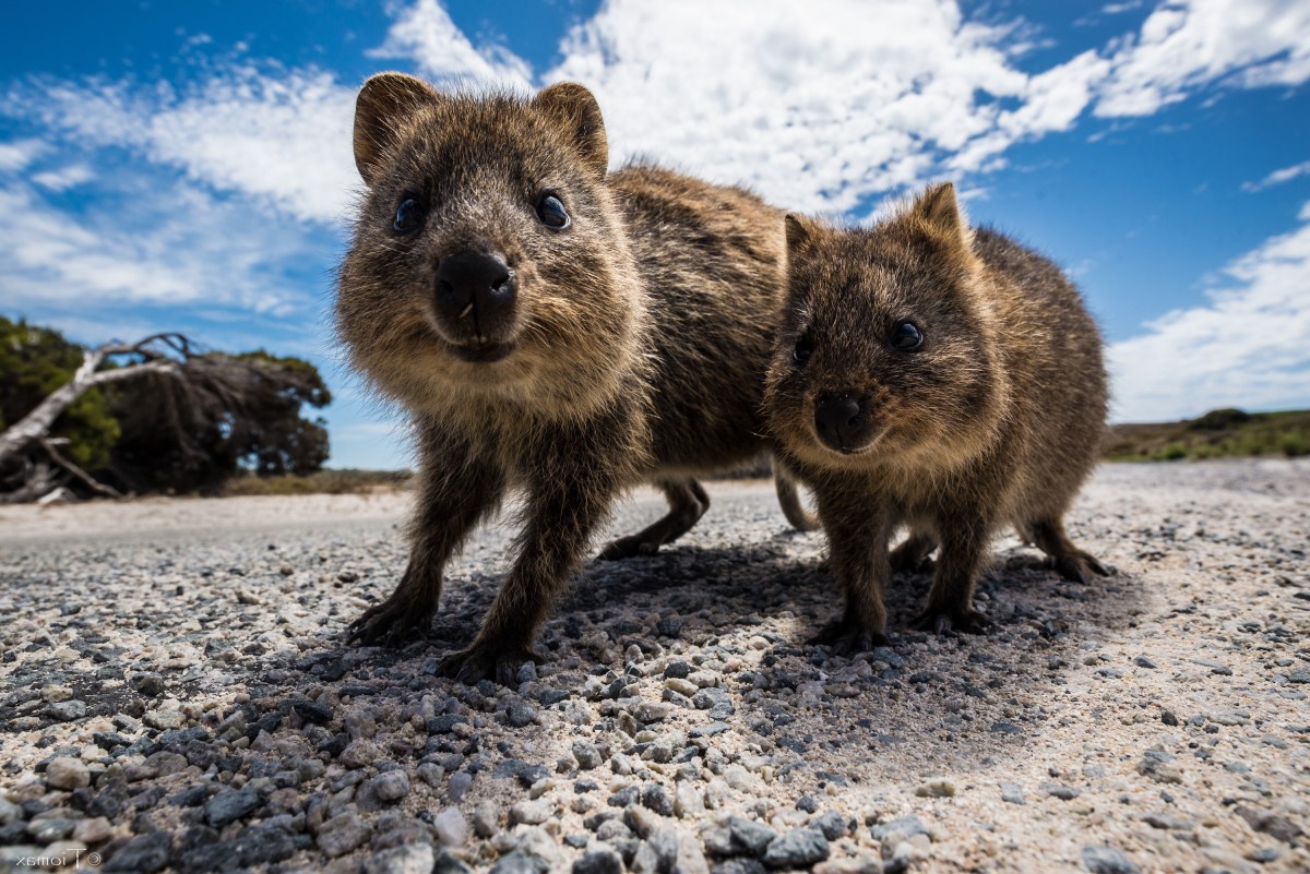 two small animals