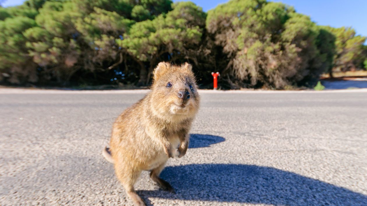 animal in parking lot