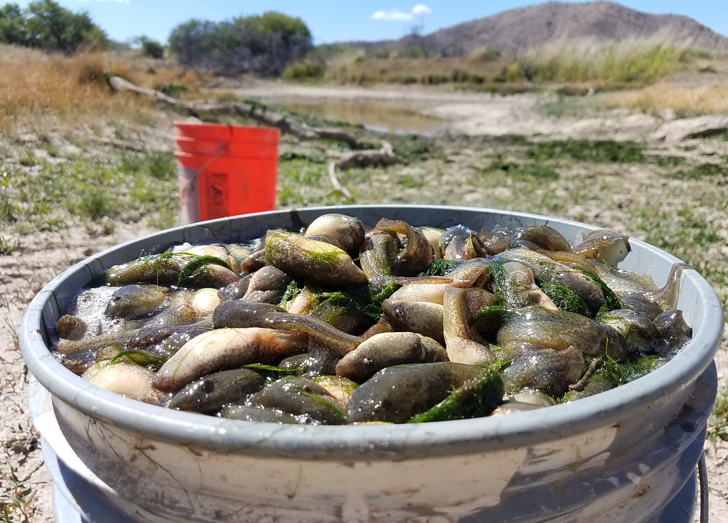 bucket with dead tadpoles