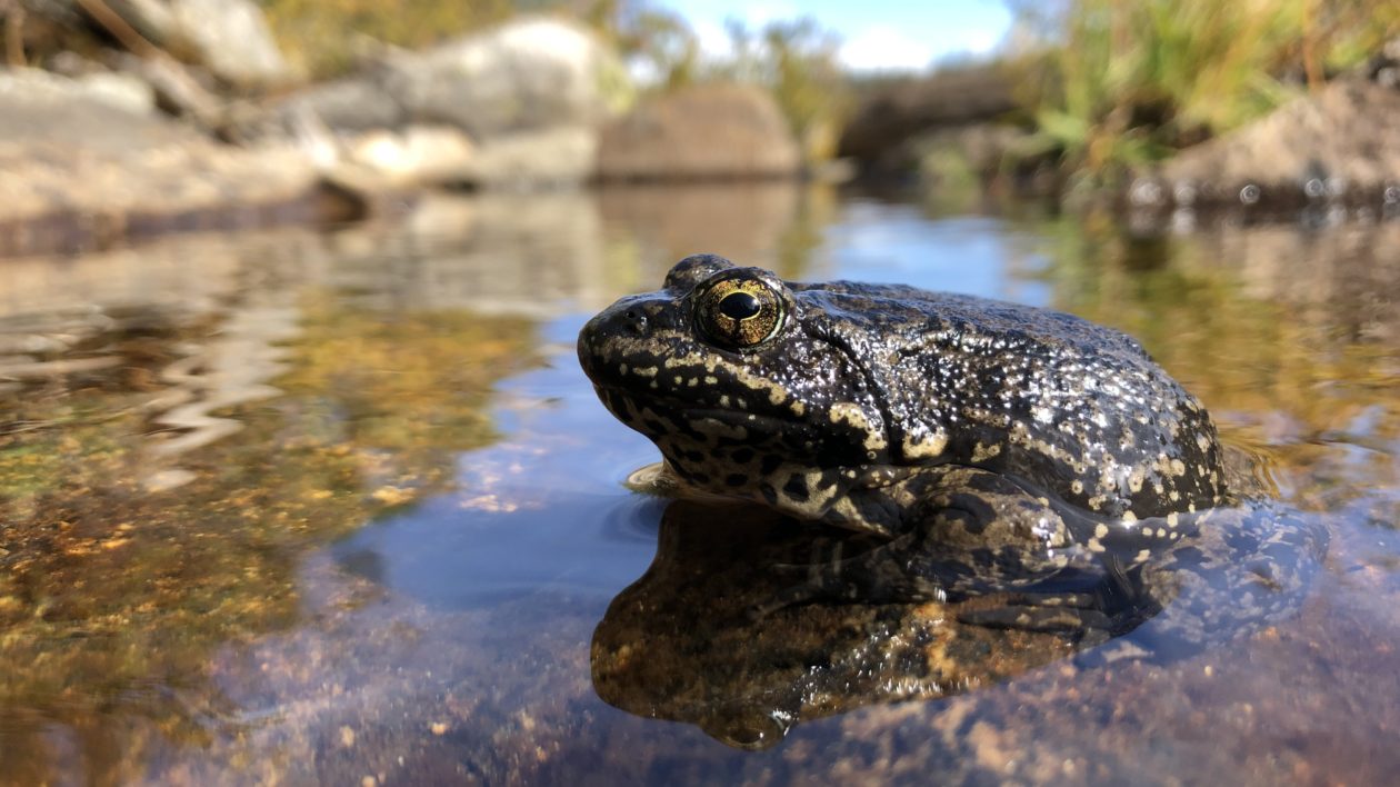 frog in water