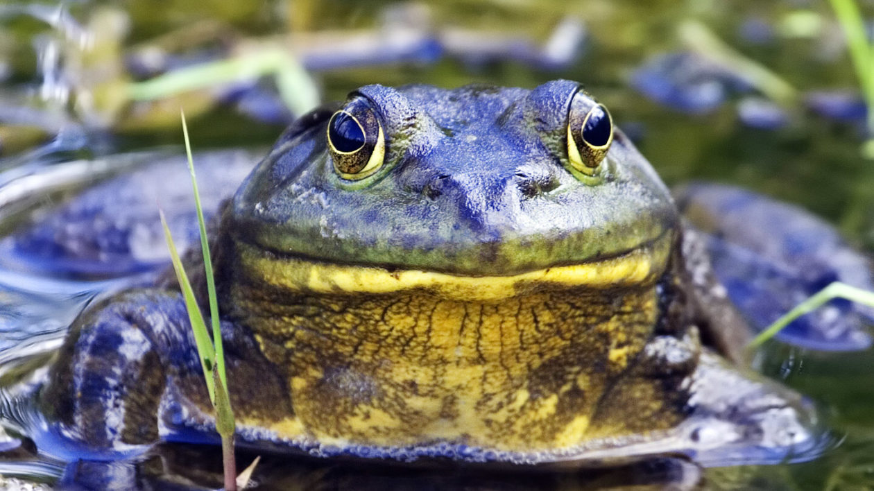 Amphibians Bullfrogs Live - Live Vertebrates