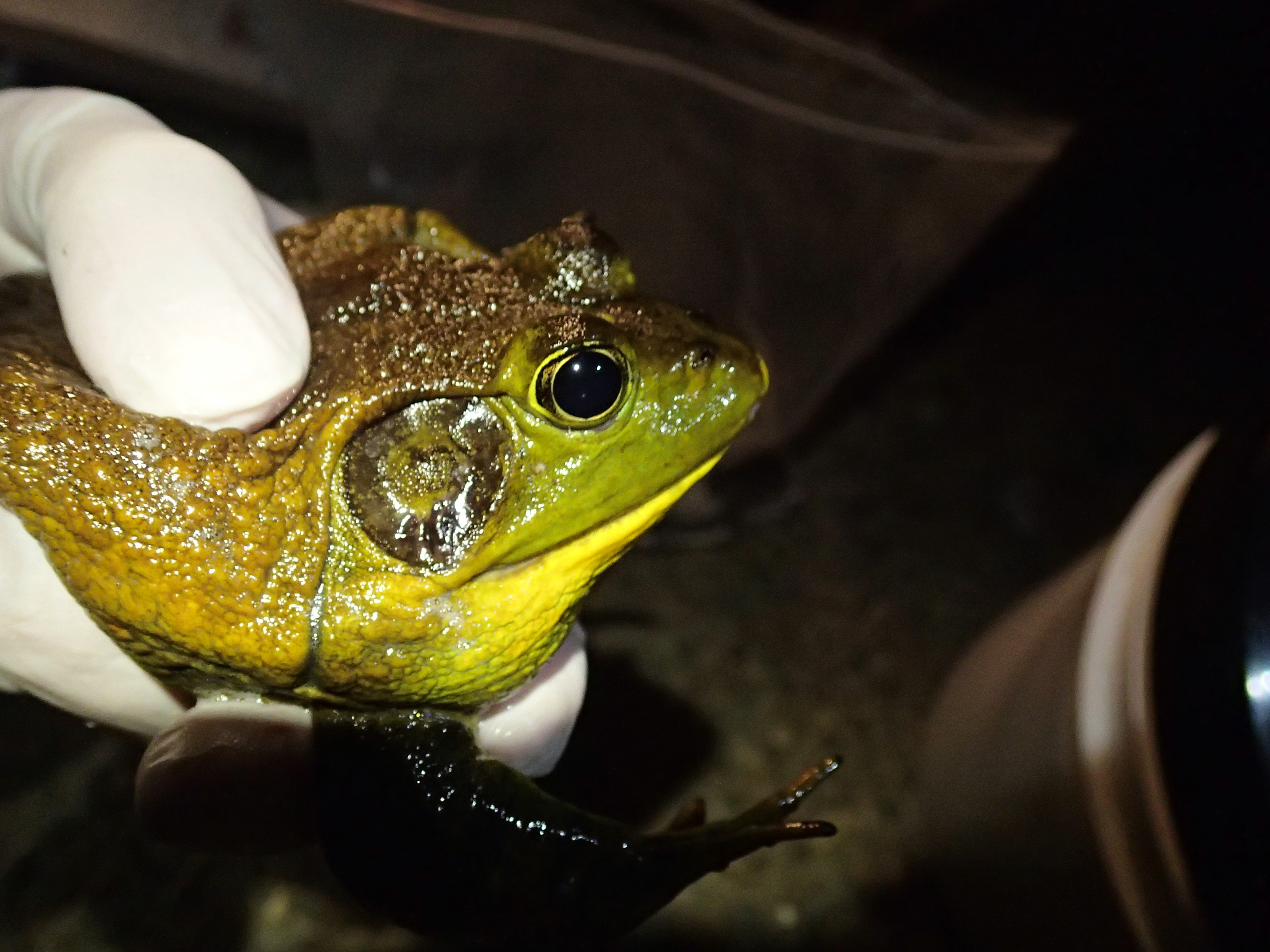 Recovery: A Plague of Bullfrogs