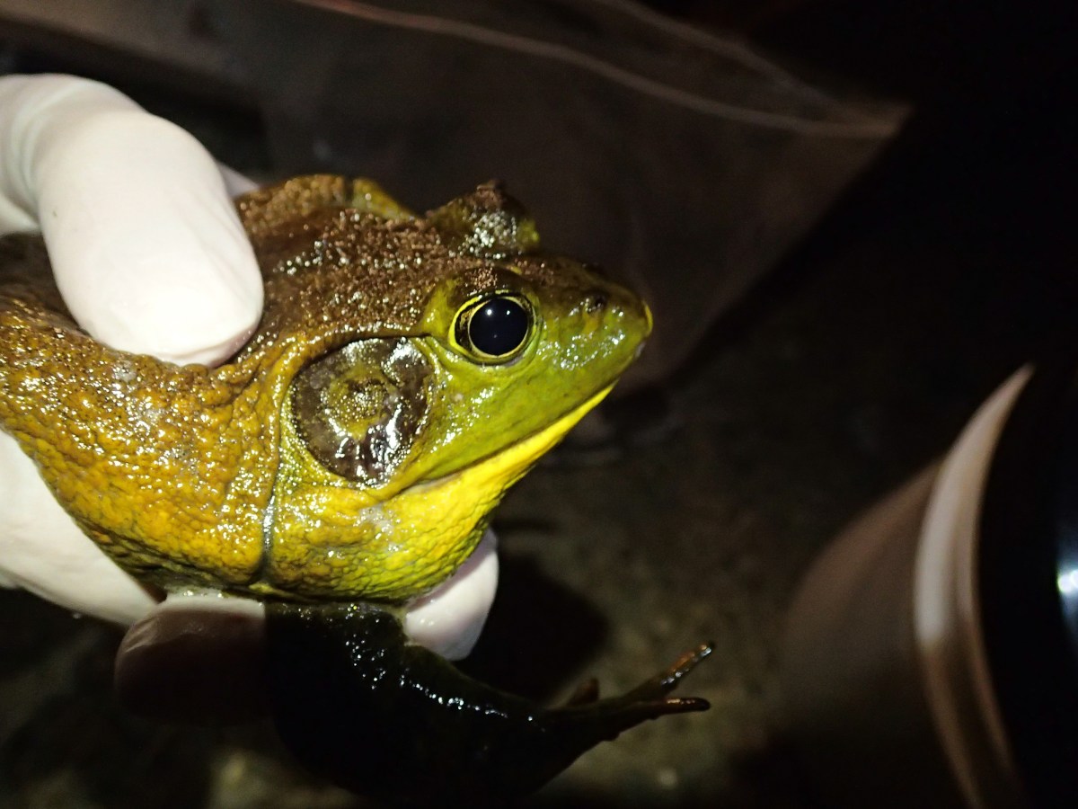 big green frog