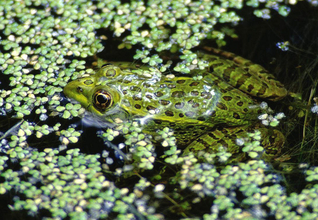 frog in pond