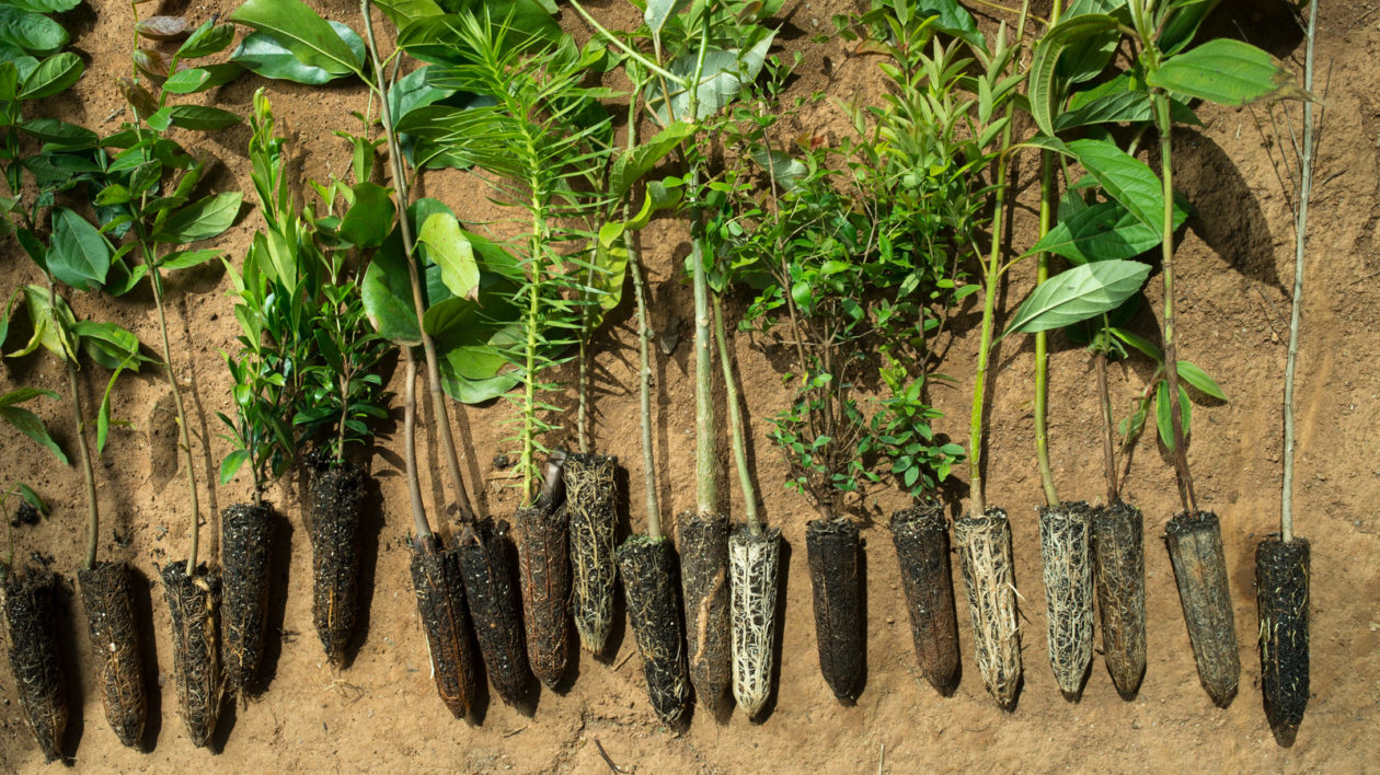 small tree saplings