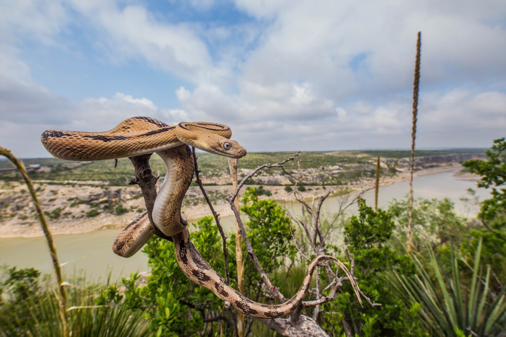 The secrets of snakes: Their hidden legs and insane diets, explained - BBC  Science Focus Magazine