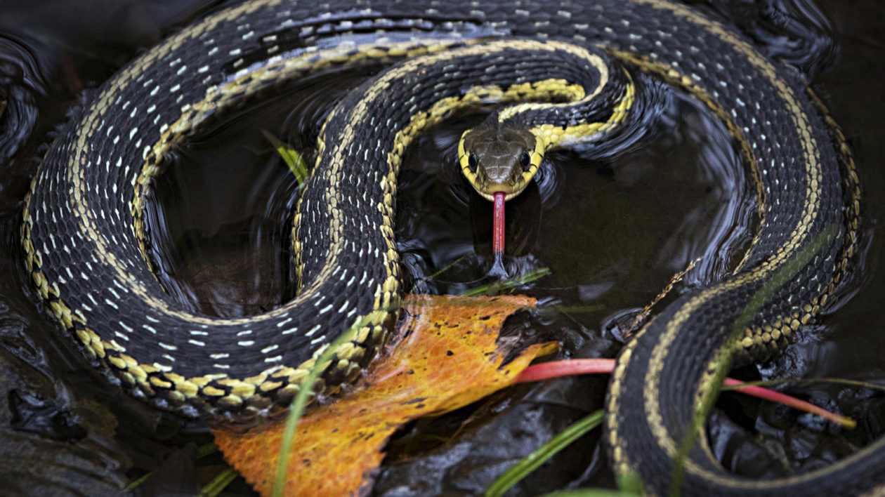 Unlock the Secrets of Snakes: Join our Basic Online Course in Snake Ecology  on November 4th & 5th, 2023, from 4 PM to 6 PM via Google Meet.…