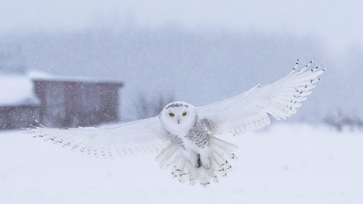 Snowy Owl in flight