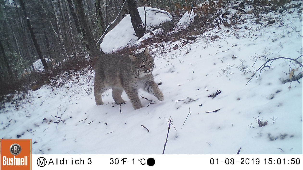 bobcat in snow