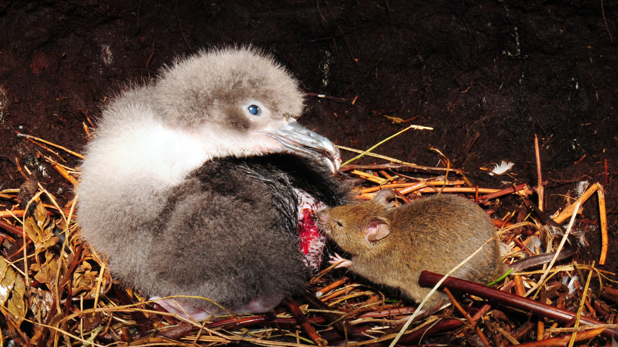 mice attacking bloody bird