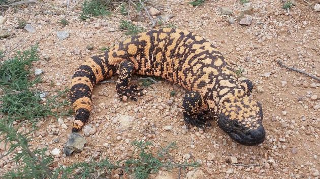 orange and black lizard