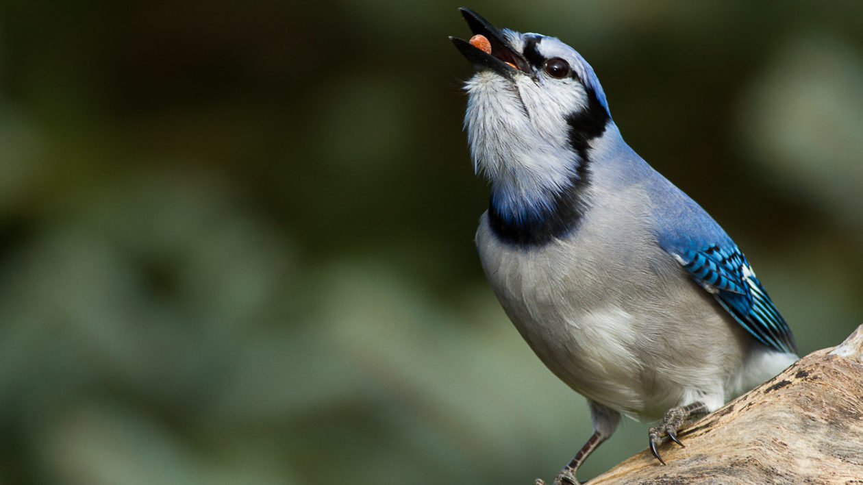 blue bird eating seeds